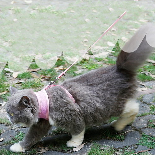 Anti-Skidding Cat Harness for Secure Outdoor Walks